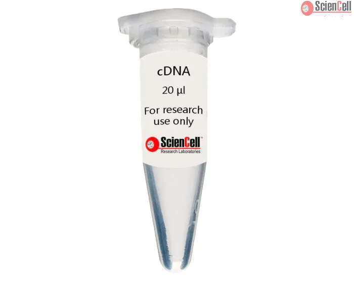 Human Scalp Fibroblast-fetal cDNA