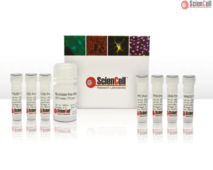 Human Stem Cell Pluripotency Detection qPCR Kit