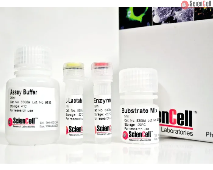 L-Lactate Assay