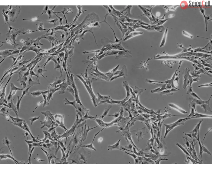 Mouse Astrocytes-brain stem (MA-bs) - Phase contrast, 100x.
