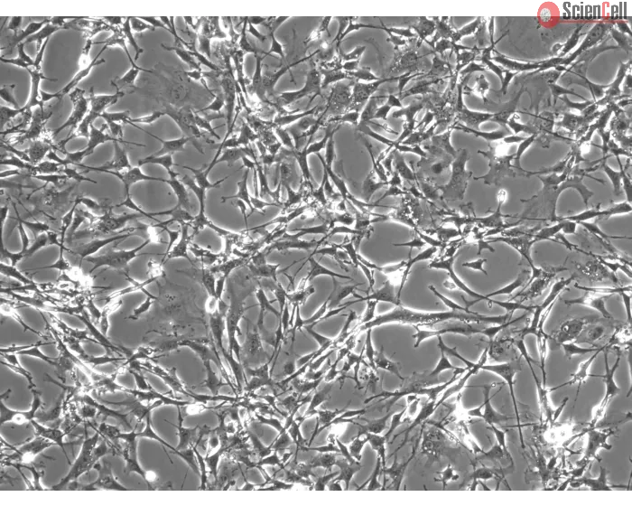 Mouse Astrocytes-spinal cord (MA-sc) - Phase contrast, 100x.
