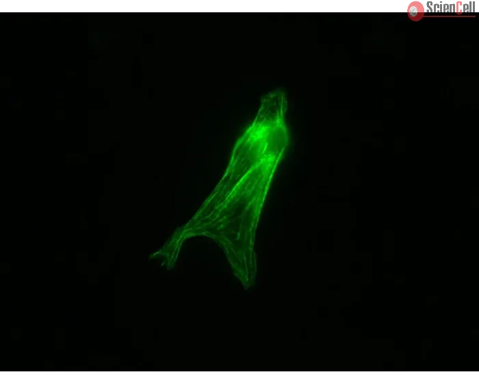 Mouse Cardiac Myocytes (MCM) – Immunostaining for Tropomyosin (Sigma, Cat #T9283)
