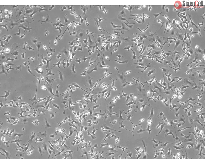 Mouse Hepatic Macrophages (MHMa)-Phase Contrast, 100x.
