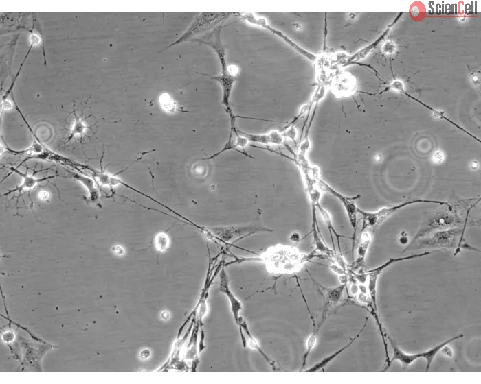 Mouse Neurons-spinal cord (MN-sc) - Phase contrast, 200x.
