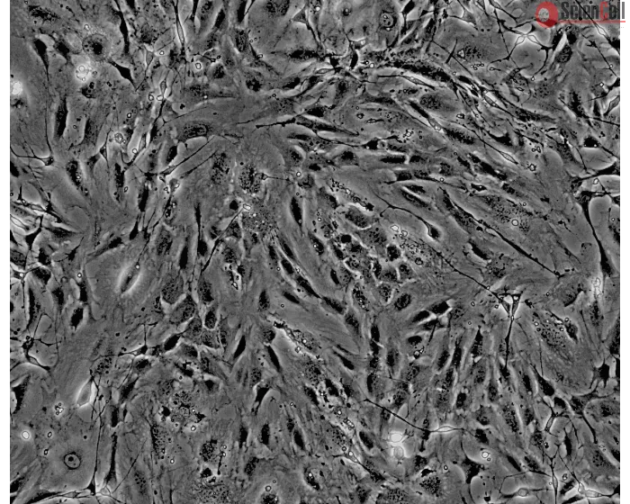 Isolated from postnatal day 8 C57BL/6 mouse sciatic nerve. MPNF are cryopreserved at passage one and delivered frozen. Each vial contains >5 x 10^5 cells in 1 ml volume.