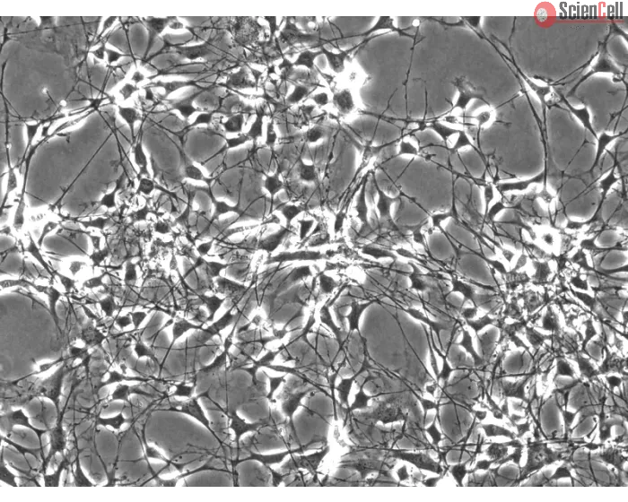 Mouse Schwann Cells (MSC) - Phase contrast, 200x.
