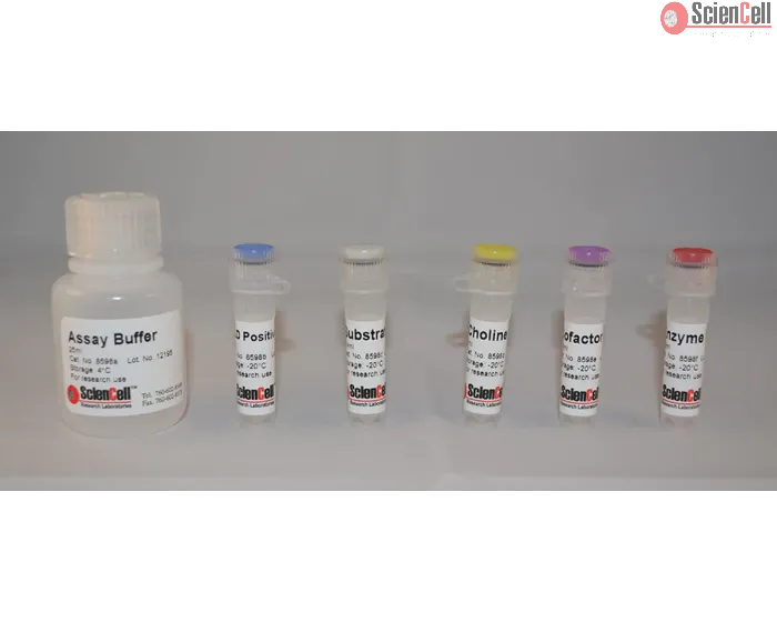 Phospholipase D Assay