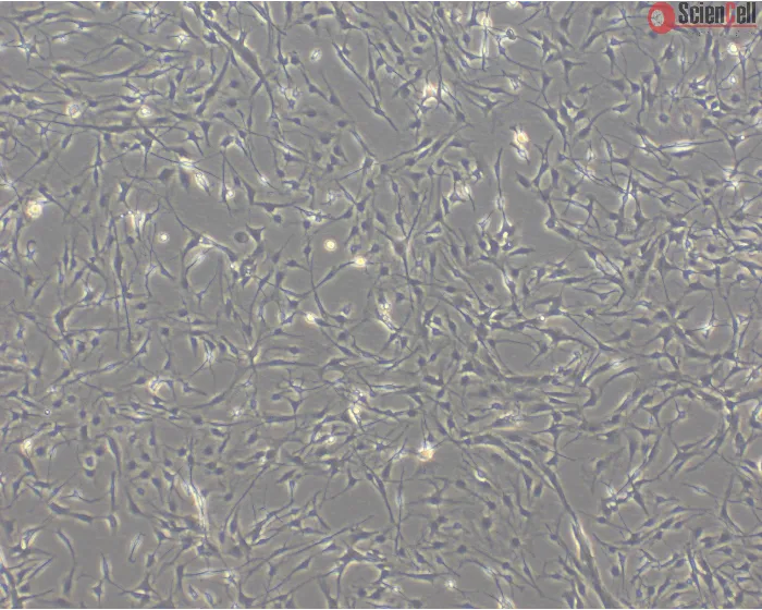 Rat Astrocytes-Midbrain (RA-mb)- Phase Contrast, 100x