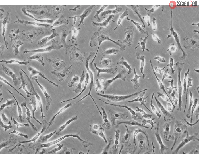 Rat Macrophage (RMa-bm) - Phase contrast, 200x.
