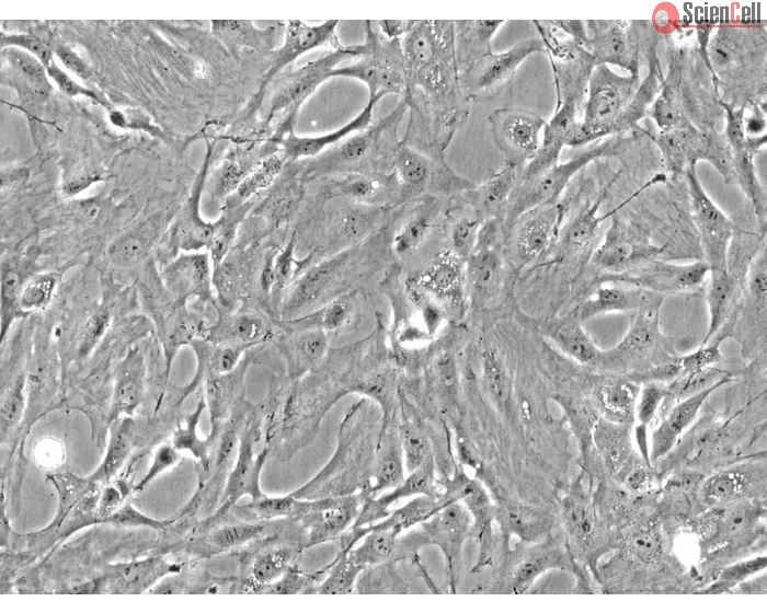 Rat Pulmonary Fibroblasts (RPF) - Phase contrast, 200x.
