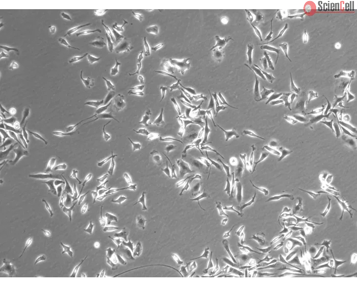 Rat Splenic Macrophages (RSMa)-Phase Contrast, 100x.
