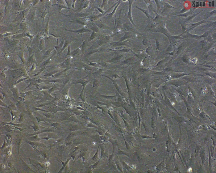 Rat Testicular Peritubular Cells (RTPC) - Phase Contrast, 100x