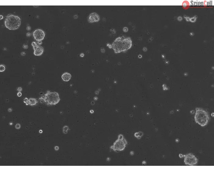 Ready-to-use Airway Spheroids at 24 hour post thawing
