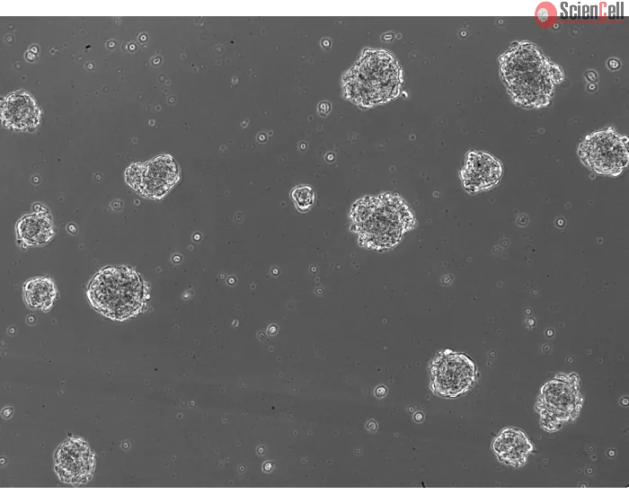 A. Ready-to-use 3D human BBB spheroids at 48 hours after thawing
