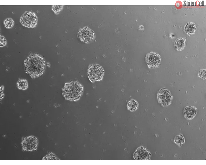 Ready-to-use 3D chondrocyte spheroids at 24 hours after thawing