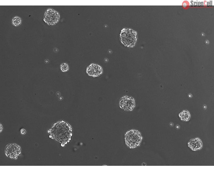 Ready-to-use 3D HSC spheroids at day 1 post thawing