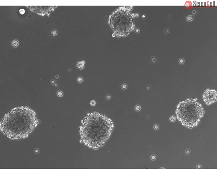 Morphology of 3D Mini-Kidney Spheroids at Day 1 Post Thawing