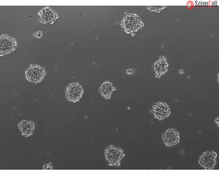 3D human renal proximal tubular epithelial spheroids at day 1 post thawing