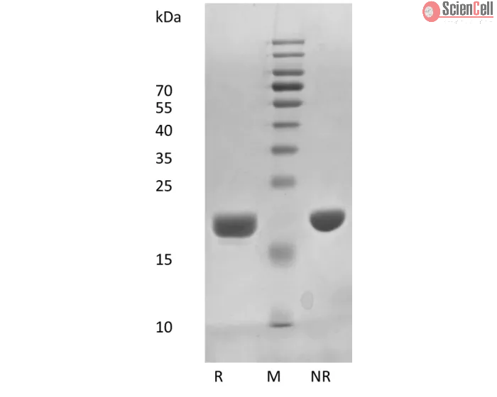 Recombinant Human Interleukin-11