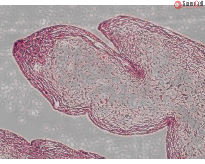 Safranin O Staining Kit