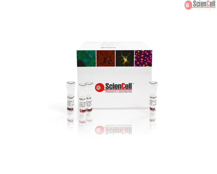 Single Cell Whole Genome Amplification Kit