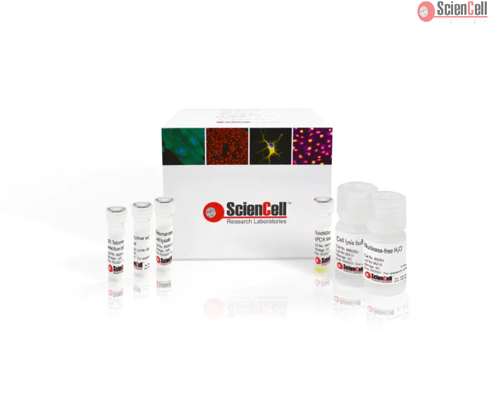 Telomerase Activity Quantification qPCR Assay Kit