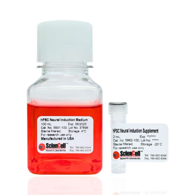 Human Pluripotent Stem Cell-derived Neural Stem Cells (H9-NSC)