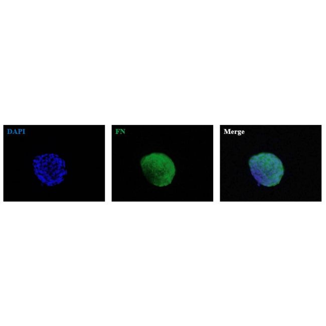 Hadf Human Adrenal Fibroblasts (HAdF)