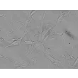 人主动脉平滑肌细胞（HASMC）- 浮雕对比（Relief contrast），400 倍。