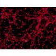 人多能干细胞衍生星形胶质细胞（H9-A）- GFAP免疫染色，100x。
