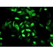 人类口腔角质形成细胞（HOK） - 细胞角蛋白-19免疫染色，400倍
