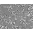 人类施旺细胞 (HSC) - 相差显微镜，200倍。
