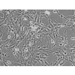 人类星形胶质细胞-中脑（HA-mb）- 相差显微镜，200倍放大。