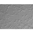 人类星形胶质细胞（HA） - 浮雕相差显微镜, 200倍。
