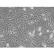 人类毛发外根鞘细胞（HHORSC） - 相差显微镜，200倍。