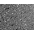 人类肺动脉平滑肌细胞 (HPASMC) - 相差显微镜，100倍