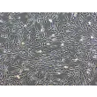 人类肺成纤维细胞（HPF）- 相位对比，200倍。