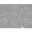 人类肾上腺微血管内皮细胞（HAdMEC）- 相差显微镜，200倍