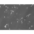 人肝巨噬细胞（HHMa）– 反差显微镜，100倍
