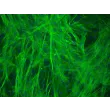 人胃平滑肌细胞（HGSMC） - α-平滑肌肌动蛋白（α-SMA）免疫染色，200倍放大。