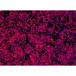 HiPSC 来源的神经干细胞（HiPSC-NSC）- Sox2 免疫染色，200 倍放大
