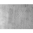 人颅骨成骨细胞（HCO） - 高反差显微镜，200 倍放大。