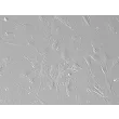 小鼠淋巴成纤维细胞（MLF）——浮雕相差显微镜下，200×
