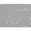 小鼠肾近端小管上皮细胞（MRPTEpiC）——浮雕相差显微镜下，200×