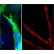 Resultant endothelial tubules from Cat 8728 stained with CD31 (green, left) and ZO-1 (red, right) using this 3D Gel Staining Prep Kit
