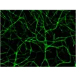 Resultant endothelial tubules from Cat 8728 stained with CD31 using this 3D Gel Staininig Prep Kit