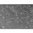 Renal tubule formation after 24 hours post seeding