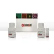 Alkaline Phosphatase Staining Assay