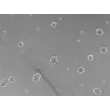 Day 7; Human cortical spheroids