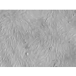 Bovine Brain Microvascular Endothelial Cells (BBMEC) - Relief contrast, 100x

